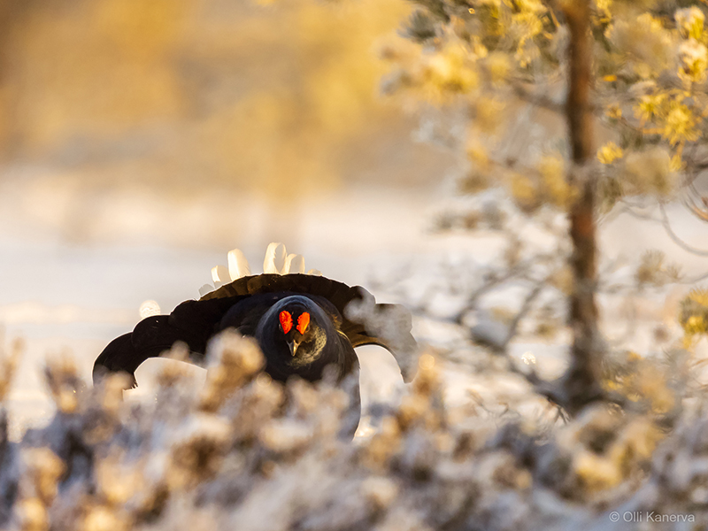 Teerenpeliä