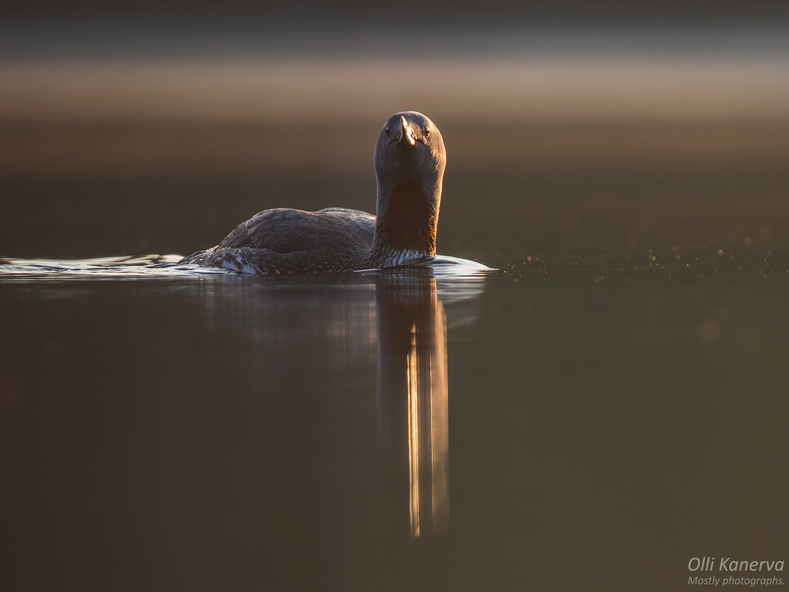 Menneen kesän kaakkureita