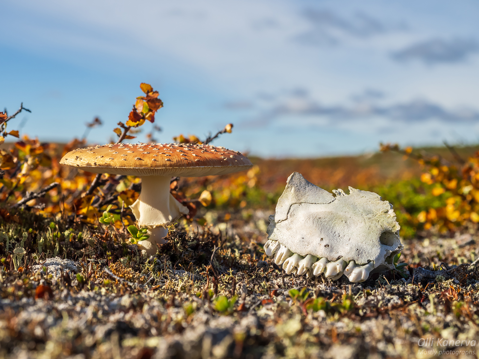 Lämpimiä öitä ja taivaanvaloja