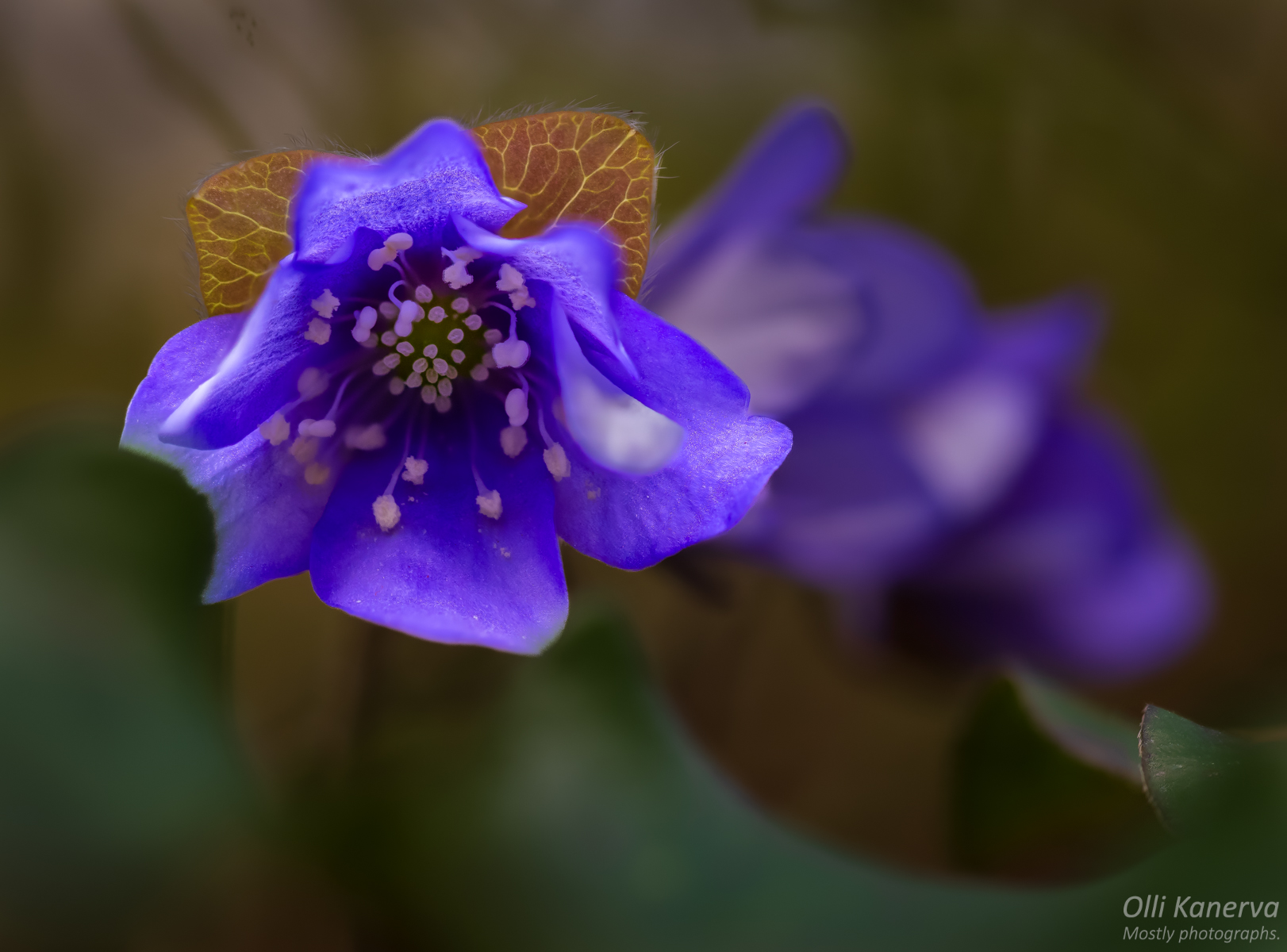 Konttaa konnan kanssa